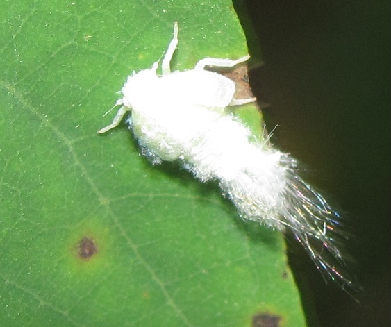 Ninfa di Flatidae: Metcalfa pruinosa